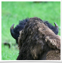 Bison - Looking